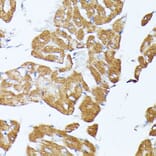 Immunohistochemistry - Anti-TRAP1 Antibody (A14167) - Antibodies.com