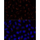 Immunofluorescence - Anti-TRAP1 Antibody (A14167) - Antibodies.com