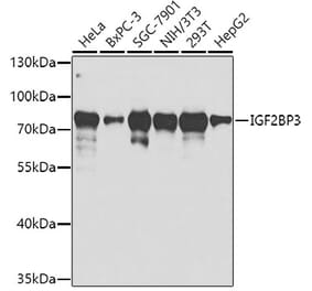 Western Blot - Anti-IMP3 Antibody (A14168) - Antibodies.com
