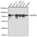 Western Blot - Anti-IMP3 Antibody (A14168) - Antibodies.com