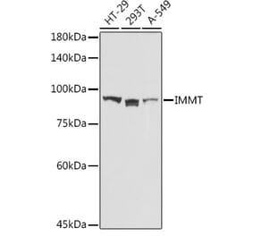 Western Blot - Anti-Mitofilin Antibody (A14169) - Antibodies.com