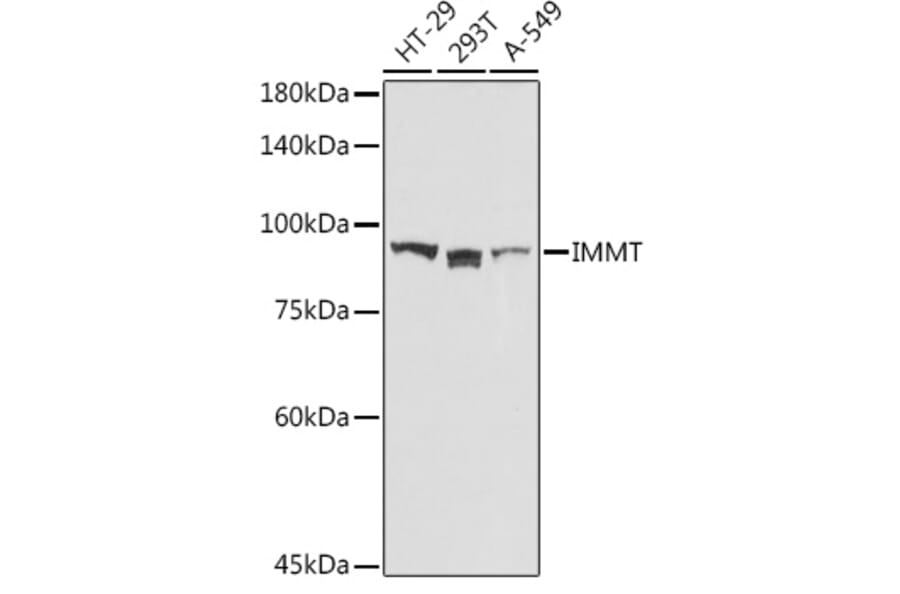 Western Blot - Anti-Mitofilin Antibody (A14169) - Antibodies.com