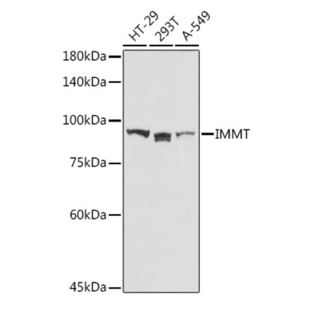 Western Blot - Anti-Mitofilin Antibody (A14169) - Antibodies.com