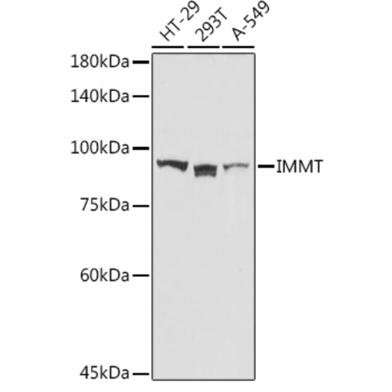 Western Blot - Anti-Mitofilin Antibody (A14169) - Antibodies.com