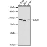 Western Blot - Anti-Mitofilin Antibody (A14169) - Antibodies.com