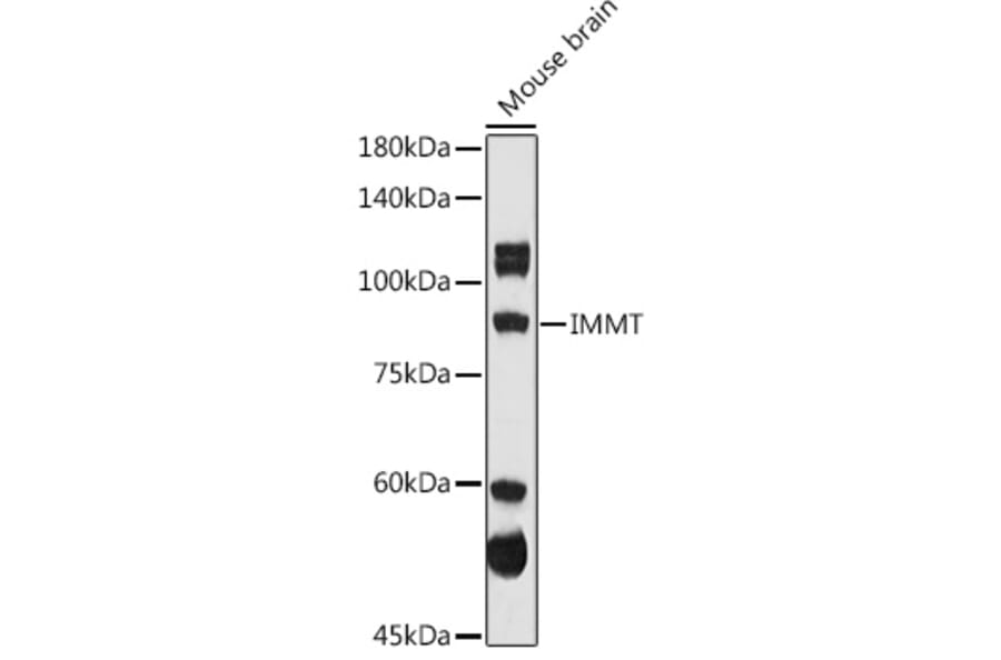 Western Blot - Anti-Mitofilin Antibody (A14169) - Antibodies.com