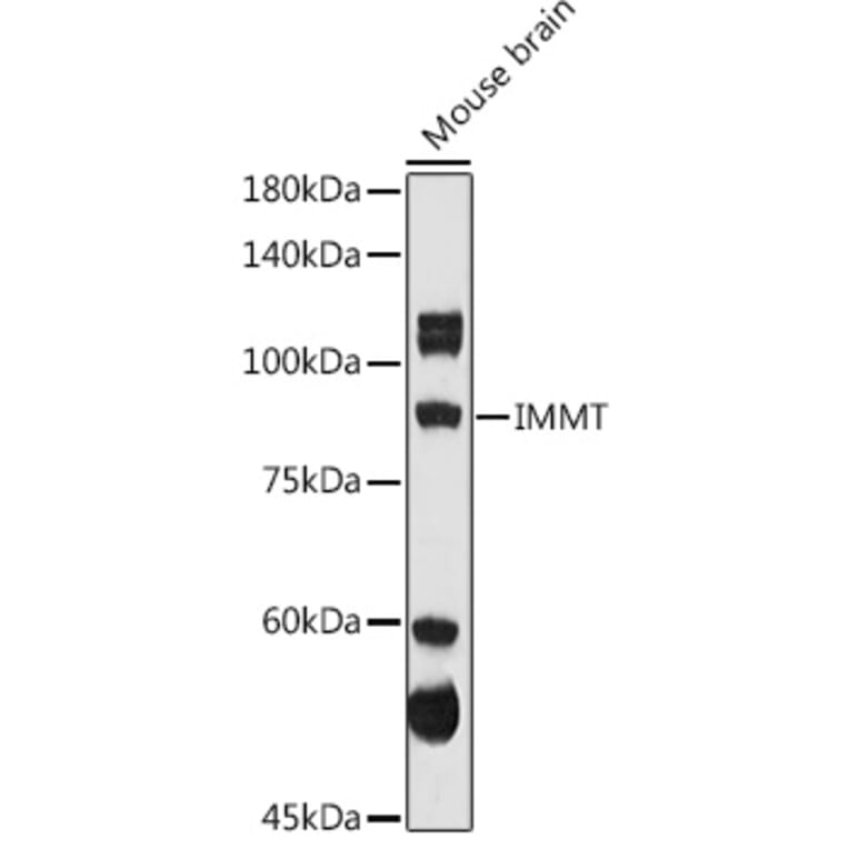 Western Blot - Anti-Mitofilin Antibody (A14169) - Antibodies.com