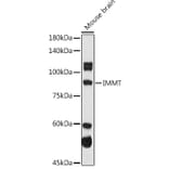 Western Blot - Anti-Mitofilin Antibody (A14169) - Antibodies.com