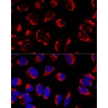 Immunofluorescence - Anti-Mitofilin Antibody (A14169) - Antibodies.com