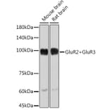 Western Blot - Anti-Ionotropic Glutamate receptor 2 + Glutamate receptor 3/GluA3 Antibody (A14170) - Antibodies.com