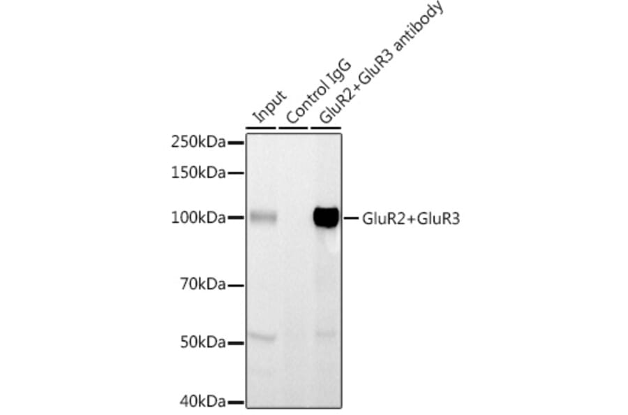 Western Blot - Anti-Ionotropic Glutamate receptor 2 + Glutamate receptor 3/GluA3 Antibody (A14170) - Antibodies.com
