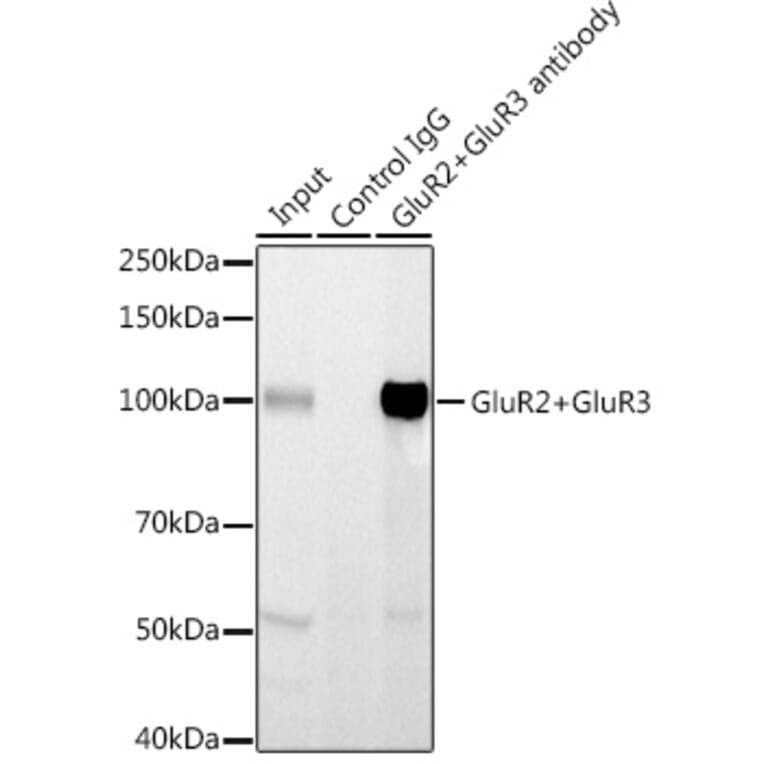 Western Blot - Anti-Ionotropic Glutamate receptor 2 + Glutamate receptor 3/GluA3 Antibody (A14170) - Antibodies.com