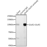 Western Blot - Anti-Ionotropic Glutamate receptor 2 + Glutamate receptor 3/GluA3 Antibody (A14170) - Antibodies.com