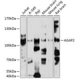 Western Blot - Anti-AGAP2 Antibody (A2759) - Antibodies.com