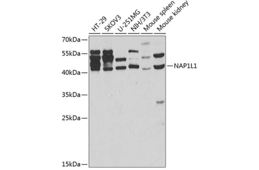 Western Blot - Anti-NAP1L1 Antibody (A14180) - Antibodies.com