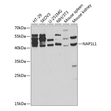 Western Blot - Anti-NAP1L1 Antibody (A14180) - Antibodies.com