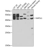 Western Blot - Anti-NAP1L1 Antibody (A14180) - Antibodies.com