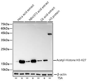Western Blot - Anti-Histone H3 (acetyl Lys27) Antibody [ARC53670] (A14181) - Antibodies.com