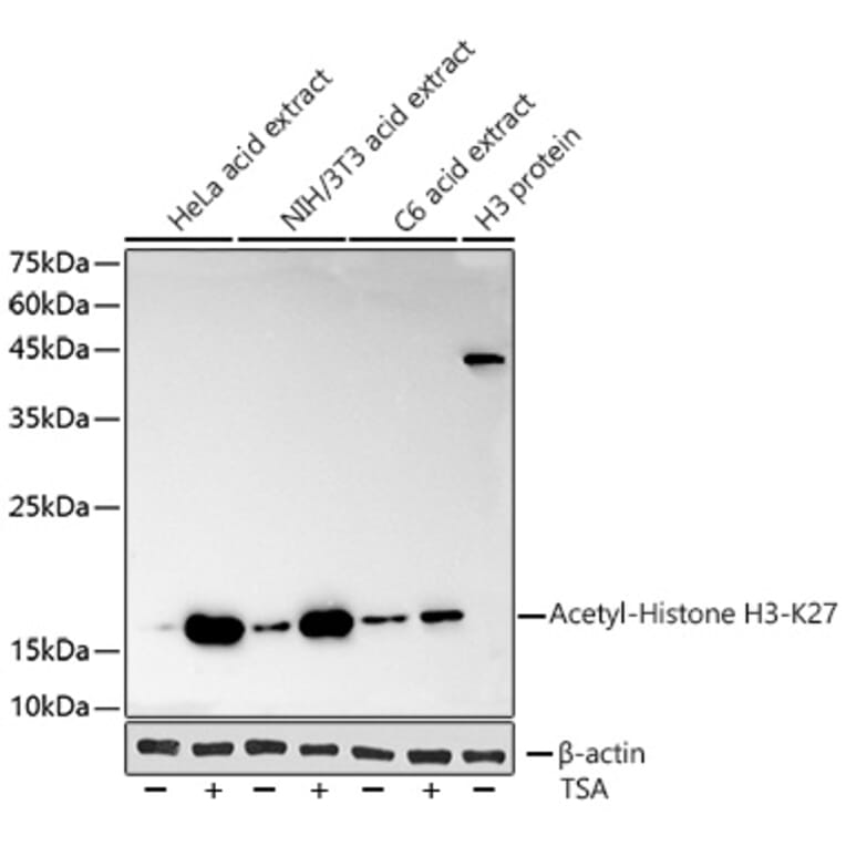 Western Blot - Anti-Histone H3 (acetyl Lys27) Antibody [ARC53670] (A14181) - Antibodies.com