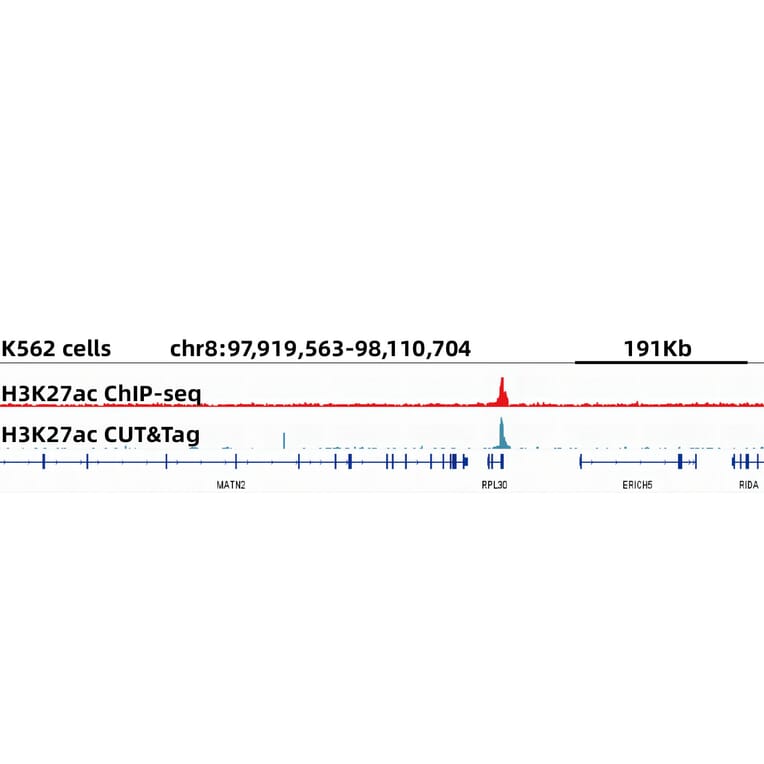 Cut&Tag - Anti-Histone H3 (acetyl Lys27) Antibody [ARC53670] (A14181) - Antibodies.com