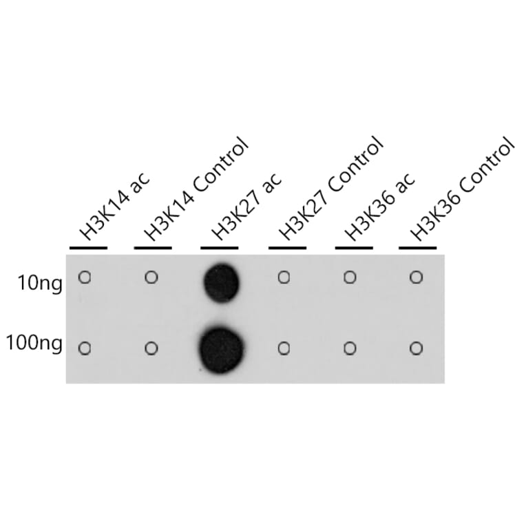 Dot Blot - Anti-Histone H3 (acetyl Lys27) Antibody [ARC53670] (A14181) - Antibodies.com