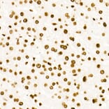 Immunohistochemistry - Anti-Histone H3 (acetyl Lys27) Antibody [ARC53670] (A14181) - Antibodies.com