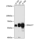 Western Blot - Anti-DNAJC7 Antibody (A14186) - Antibodies.com
