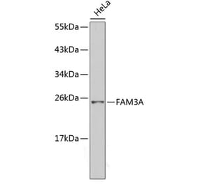 Western Blot - Anti-Fam3a Antibody (A14190) - Antibodies.com
