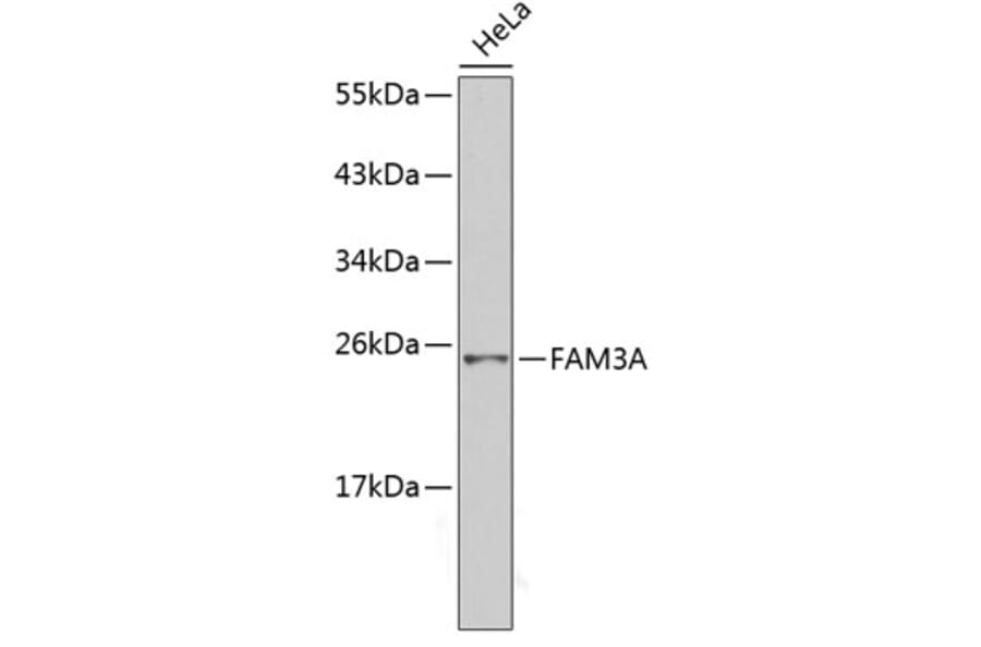 Western Blot - Anti-Fam3a Antibody (A14190) - Antibodies.com