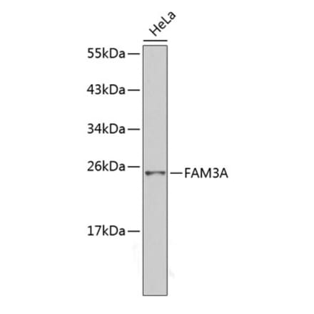 Western Blot - Anti-Fam3a Antibody (A14190) - Antibodies.com