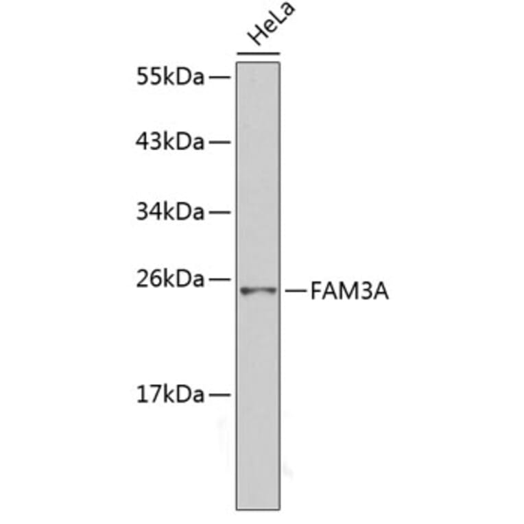 Western Blot - Anti-Fam3a Antibody (A14190) - Antibodies.com