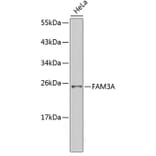 Western Blot - Anti-Fam3a Antibody (A14190) - Antibodies.com