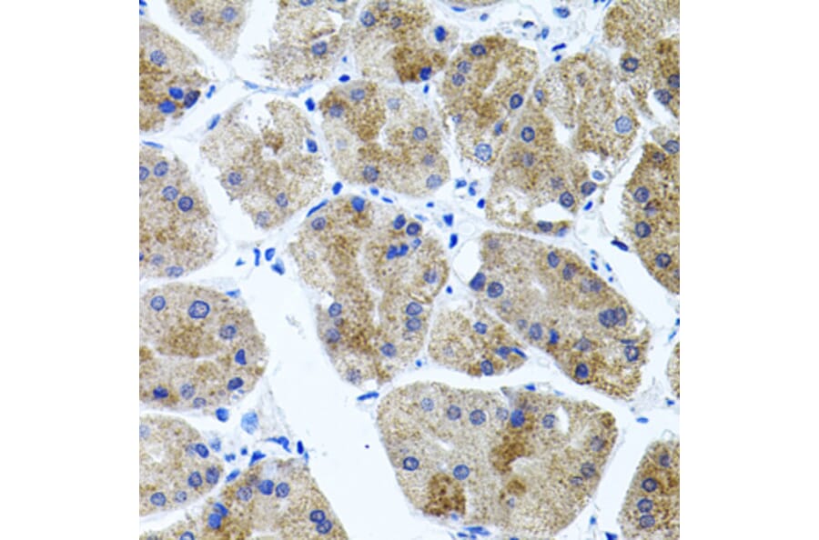 Immunohistochemistry - Anti-CDH23 Antibody (A14191) - Antibodies.com