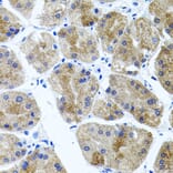 Immunohistochemistry - Anti-CDH23 Antibody (A14191) - Antibodies.com