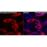 Immunofluorescence - Anti-Parvalbumin Antibody (A14195) - Antibodies.com