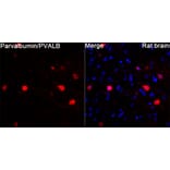 Immunofluorescence - Anti-Parvalbumin Antibody (A14195) - Antibodies.com