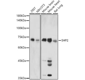 Western Blot - Anti-SHP2 Antibody (A14197) - Antibodies.com