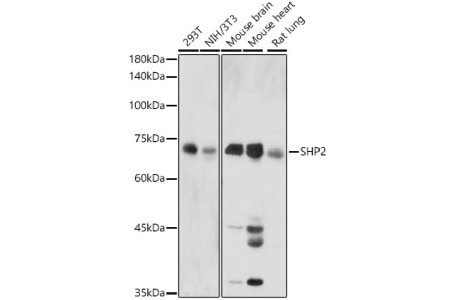 Western Blot - Anti-SHP2 Antibody (A14197) - Antibodies.com