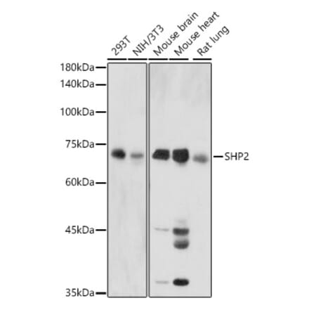 Western Blot - Anti-SHP2 Antibody (A14197) - Antibodies.com