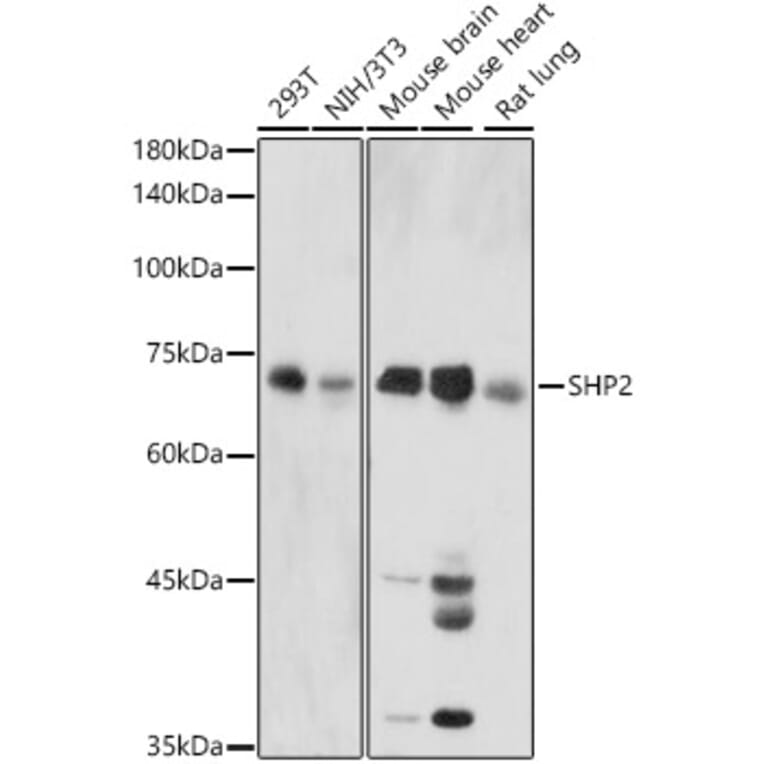 Western Blot - Anti-SHP2 Antibody (A14197) - Antibodies.com