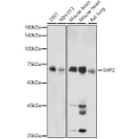 Western Blot - Anti-SHP2 Antibody (A14197) - Antibodies.com