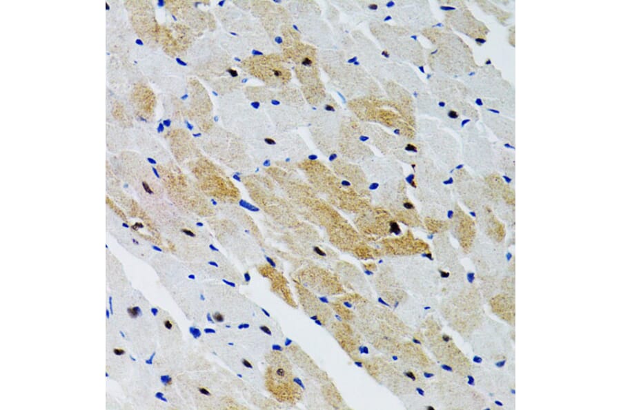 Immunohistochemistry - Anti-SHP2 Antibody (A14197) - Antibodies.com