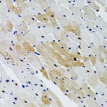 Immunohistochemistry - Anti-SHP2 Antibody (A14197) - Antibodies.com