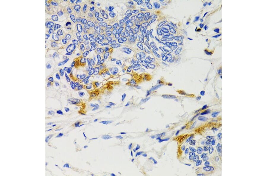 Immunohistochemistry - Anti-SHP2 Antibody (A14197) - Antibodies.com