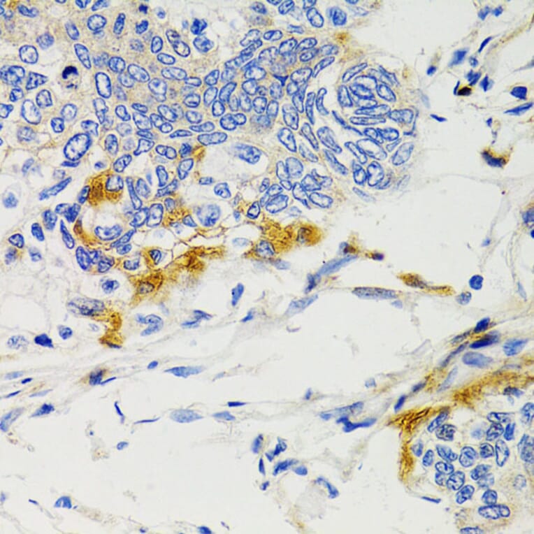 Immunohistochemistry - Anti-SHP2 Antibody (A14197) - Antibodies.com