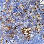 Immunohistochemistry - Anti-SHP2 Antibody (A14197) - Antibodies.com
