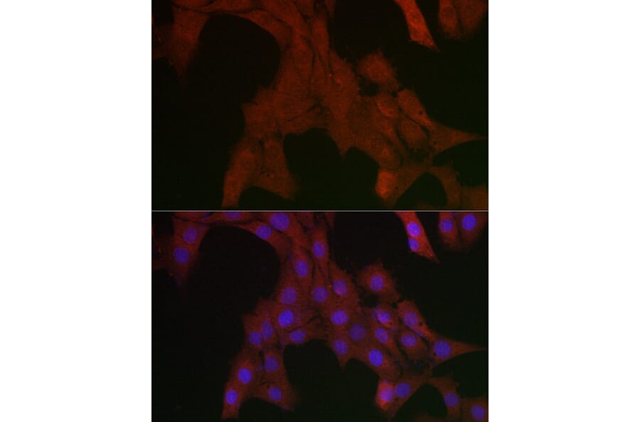 Immunofluorescence - Anti-SHP2 Antibody (A14197) - Antibodies.com