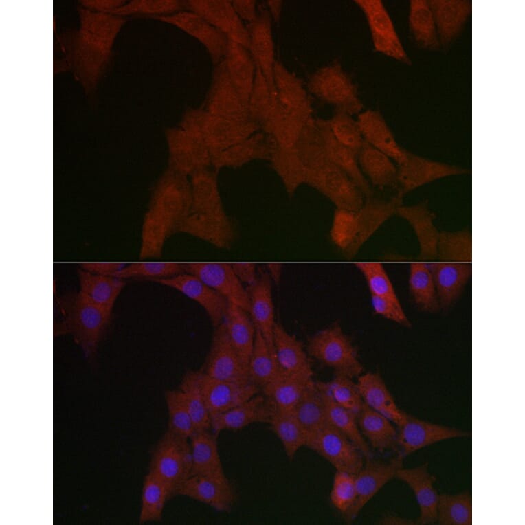 Immunofluorescence - Anti-SHP2 Antibody (A14197) - Antibodies.com