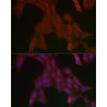 Immunofluorescence - Anti-SHP2 Antibody (A14197) - Antibodies.com