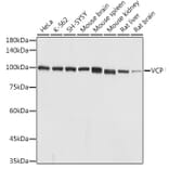 Western Blot - Anti-VCP Antibody (A14198) - Antibodies.com